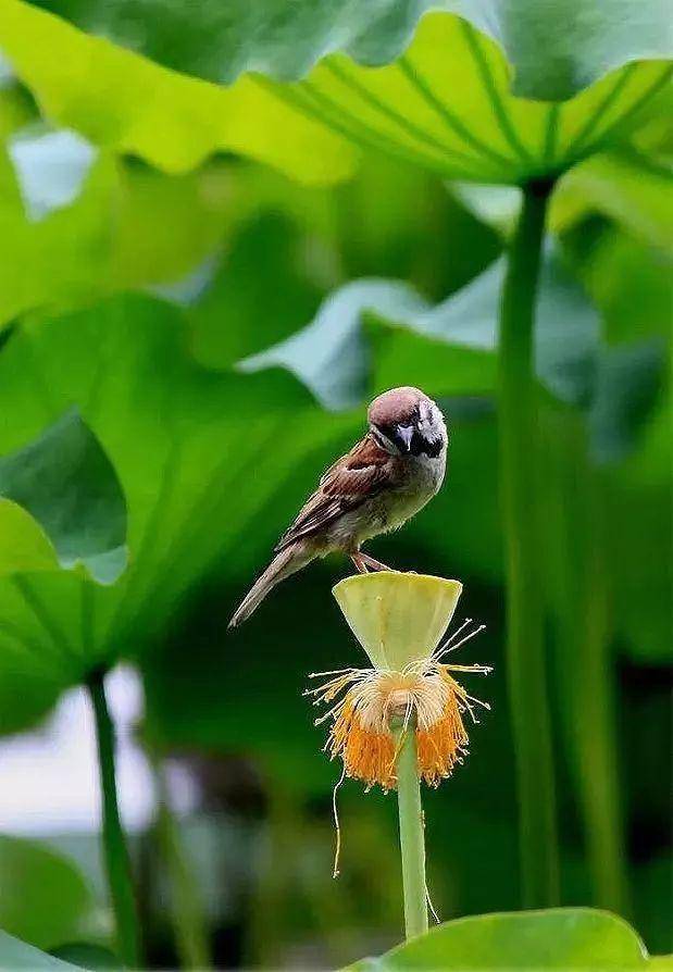 ▼陈蓉晖小提琴《荷花颂》