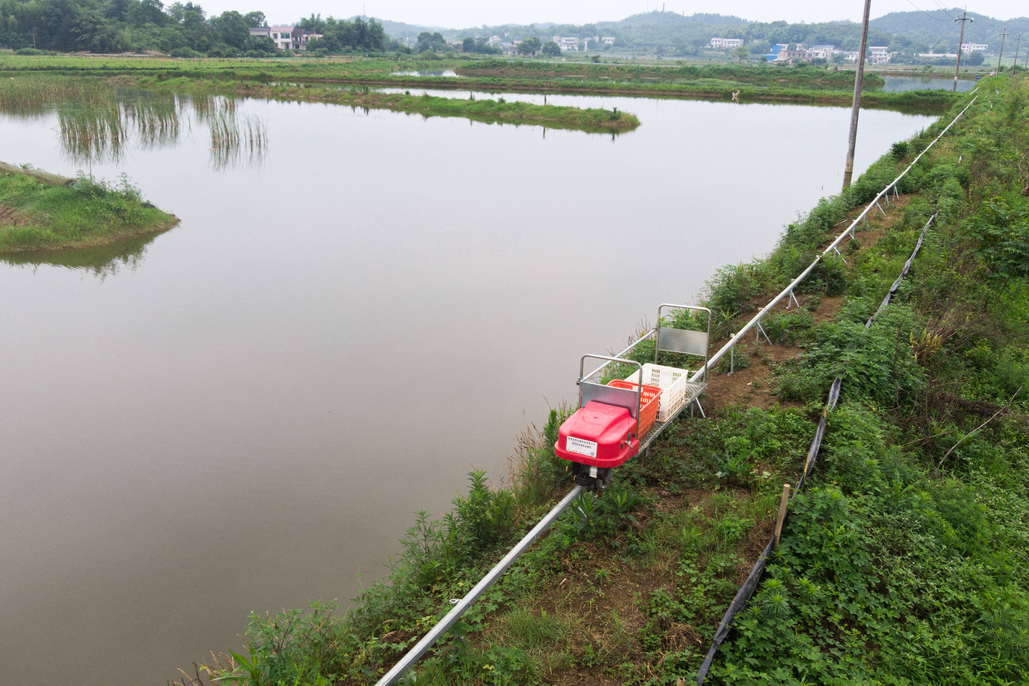 恒湖龙虾养殖基地图片