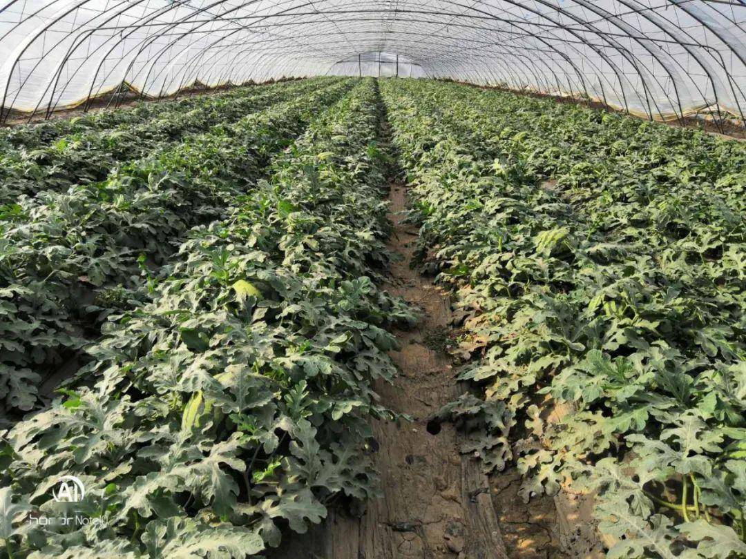 于地村的西瓜田昨日,记者来到北务镇于地村看到,多家果农都在路边摆起