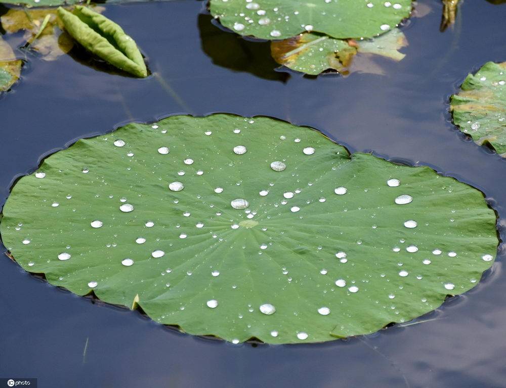 北京雨後夏荷別樣美 大珠小珠落