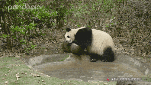 熊猫为何如此萌萌哒除了会吃还要会睡