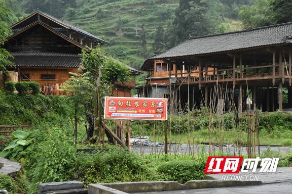 古丈翁草村:茶旅融合见成效 村民过上"向往的生活"