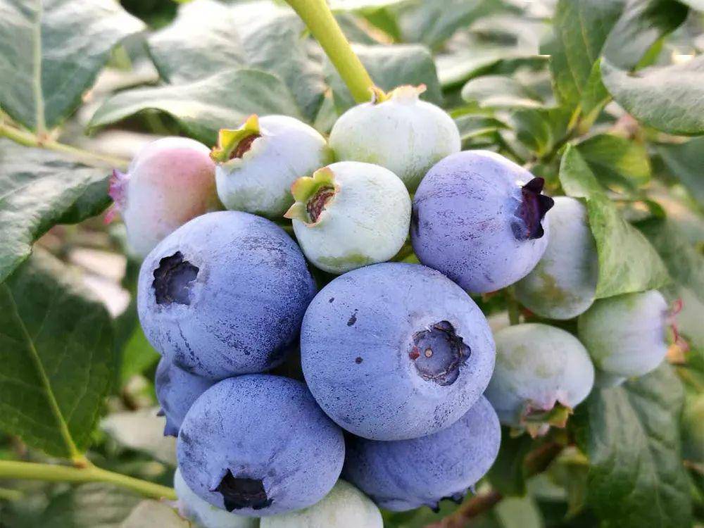 "莓"好时光 与你相约blueberry蓝莓采摘节5月31日盛大开幕2020 ·第二