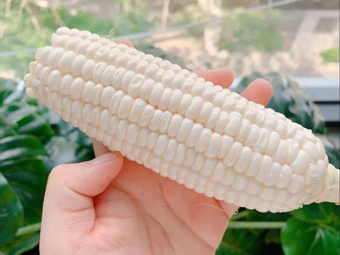 18蜜汁鲜牛奶玉米直接吃满口爆浆