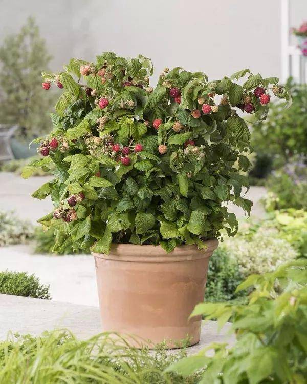阳台有充足阳光就可以种的8种盆栽水果有的还能四季结果