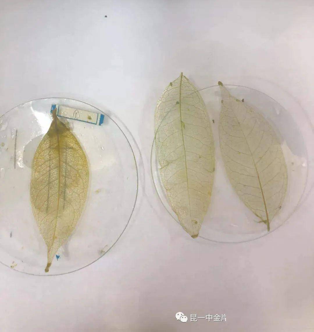知行合一让化学发生化学变化昆一中金岸中学初三化学组制作叶脉书签