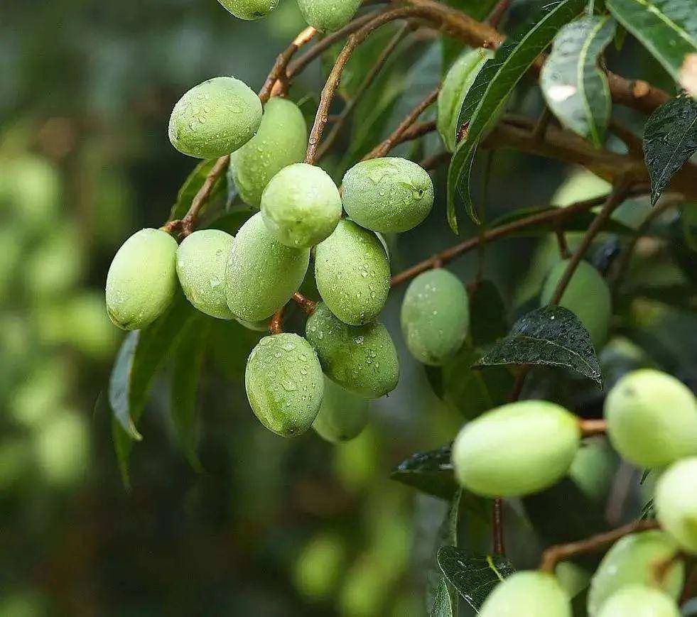 【青果】有清热解毒,利咽,生津之功效.