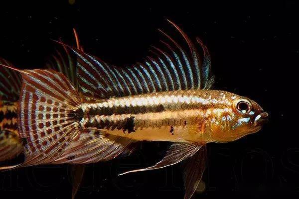 第三至第五根背棘高涨,而且较其他品种棘条更粗壮,挺拔.