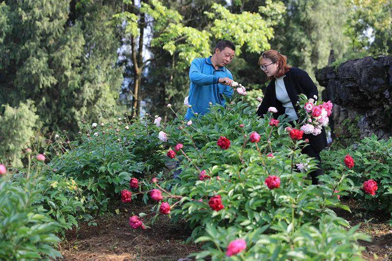 土城乡花栗树村首届花椒采摘节麻醉你的心