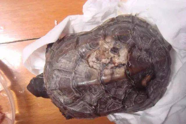 龟常见病预防及治疗:甲壳感染和腐甲(收藏贴)
