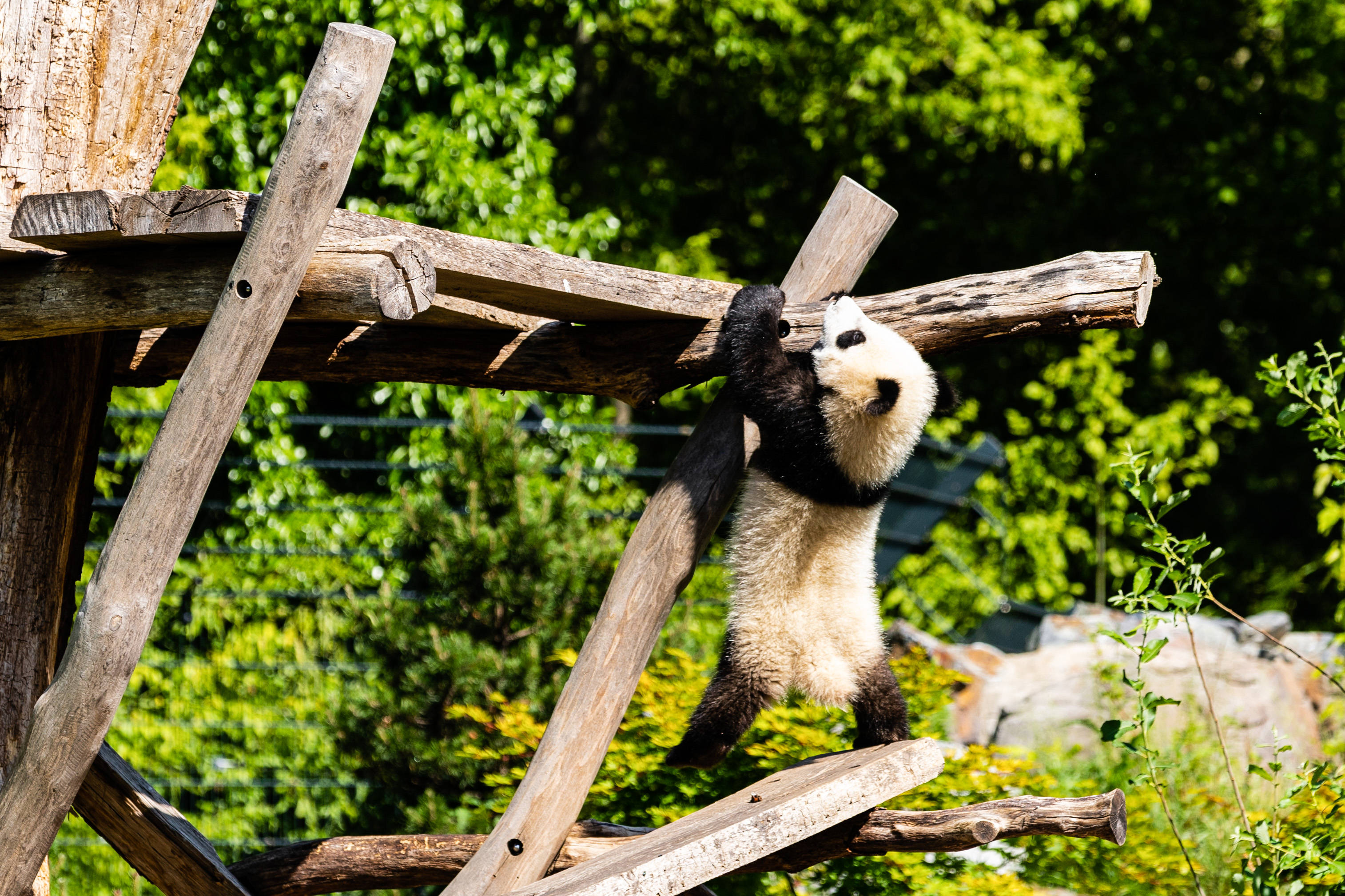 德国:动物园重新开 大熊猫迎客来
