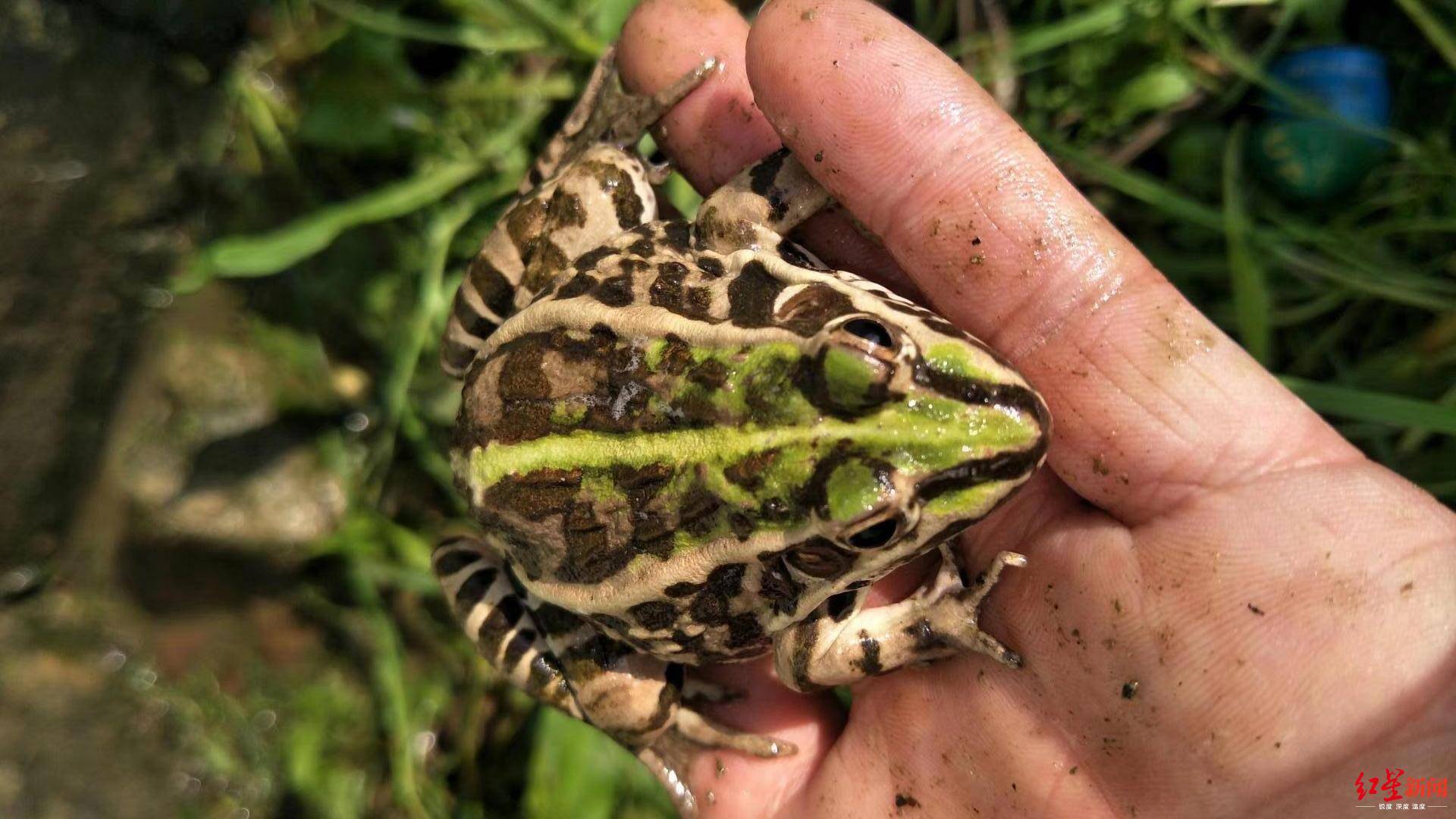 其当日发布的《农业农村部 国家林业和草原局关于进一步规范蛙类保护