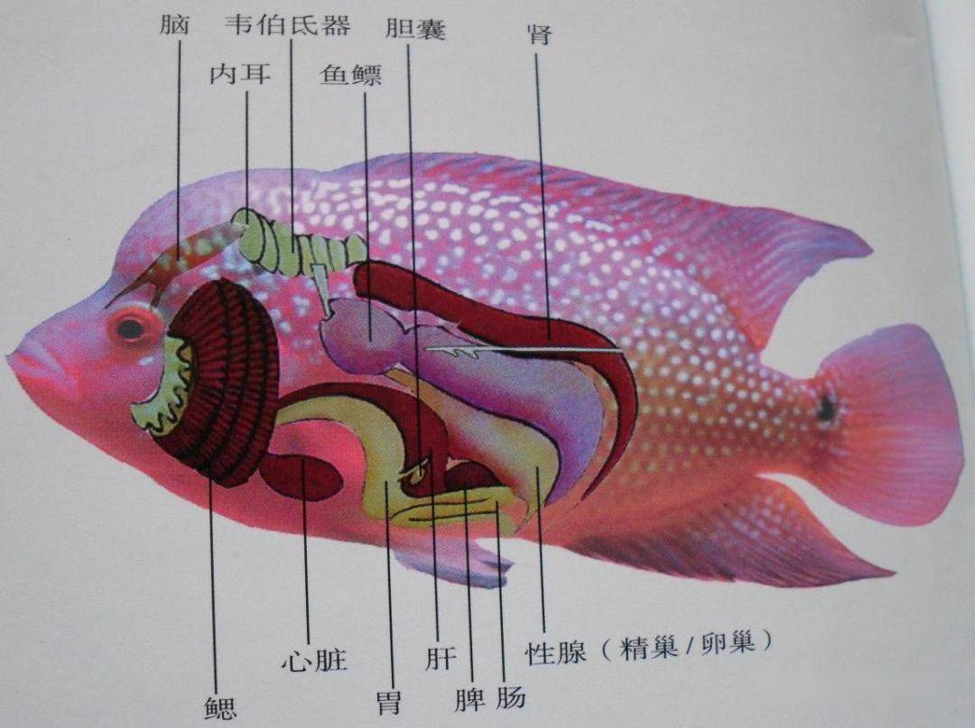 水族生物罗汉鱼的品质鉴赏