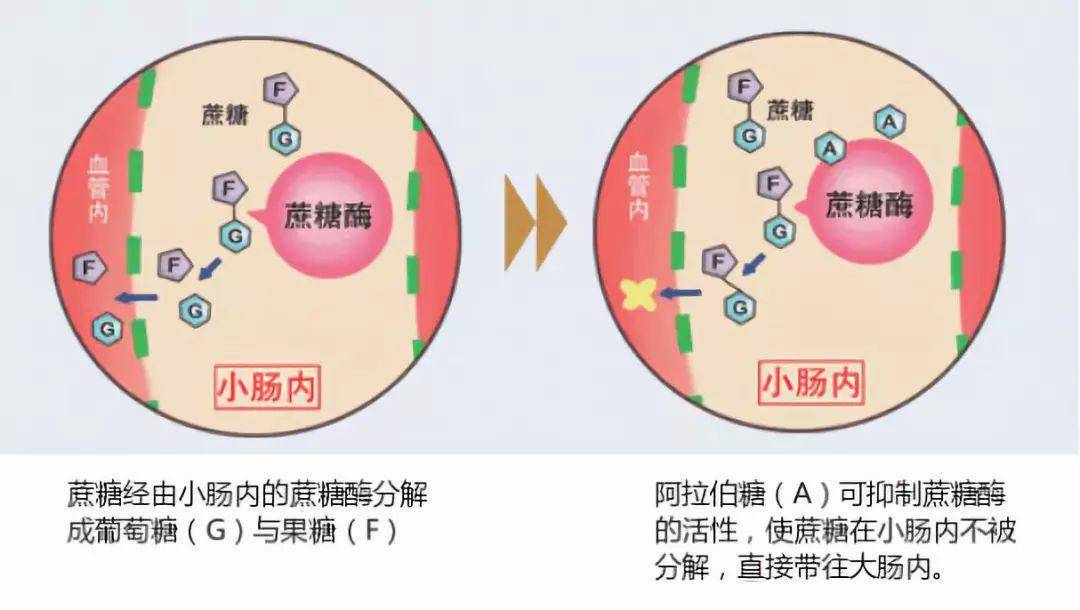 抗糖原理图片