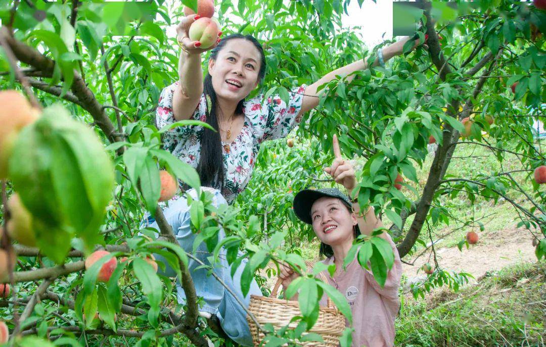 六一约起来汁多味甜甜脆可口令人桃醉南芙山庄桃子采摘正当时