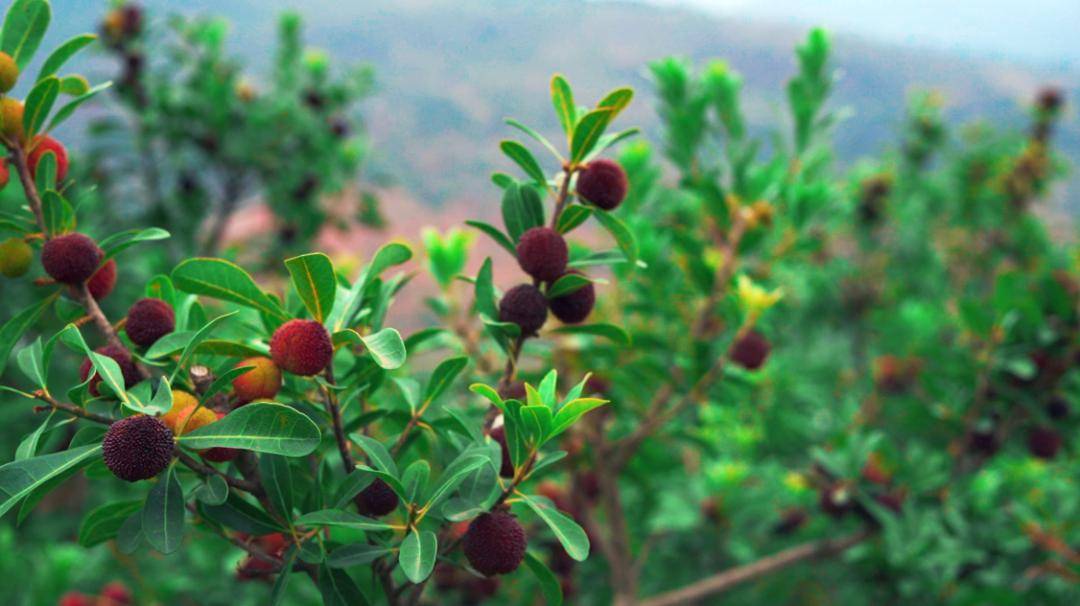 不论是路边还是杨梅园,随处可见红艳欲滴,爽口诱人的杨梅压弯树枝