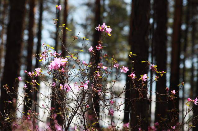 杜鹃香薰北极繁花遍染群山丨赏杜鹃文艺作品集萃