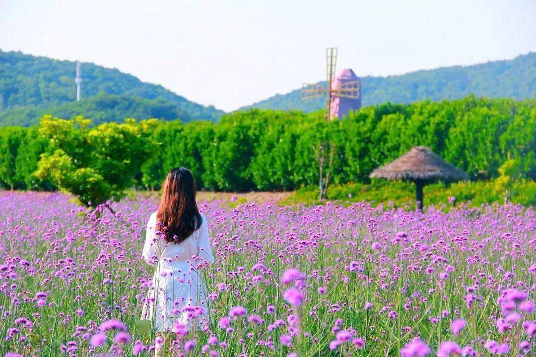 神级赏花地推荐浙江独一份的夏日花海周末约正好