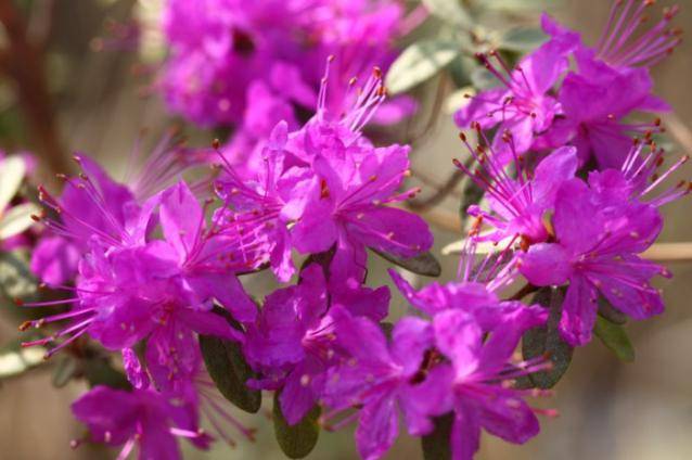 杜鹃香薰北极繁花遍染群山丨赏杜鹃文艺作品集萃