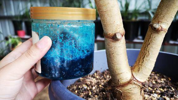 给玉树施肥用黄豆水淘米水不如用它玉树长成老桩更快