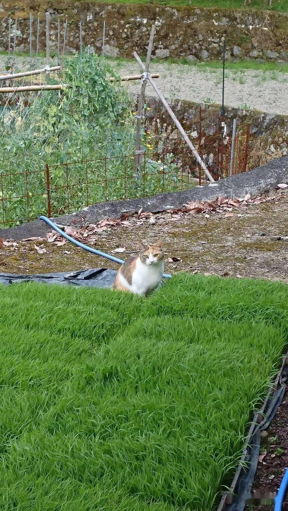 匍匐前进的小猫可以说是非常可爱了!你是猴子请来的卧底吗?