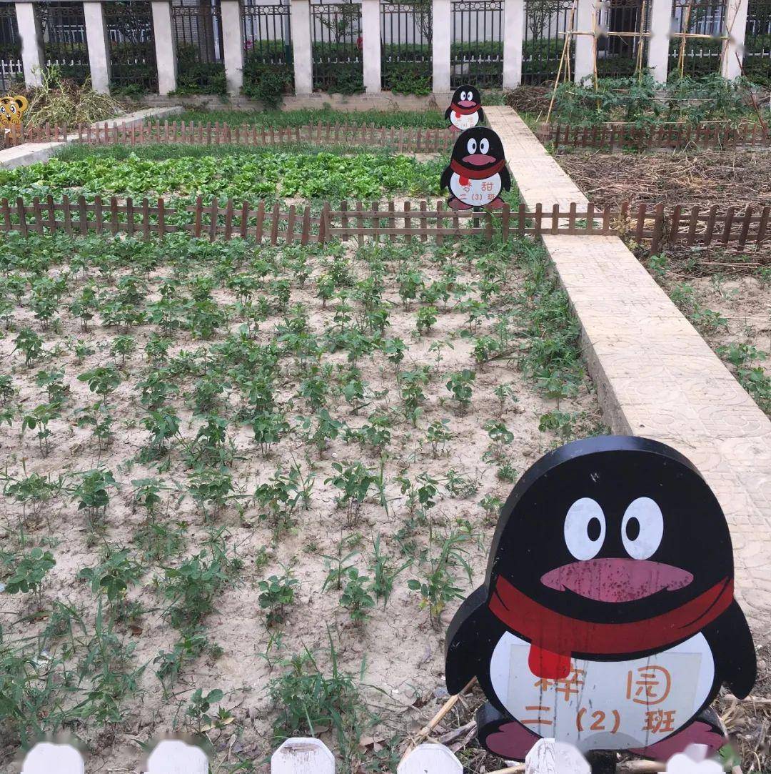 "校园开心农场"项目始于2014年10月,通过全校师生和家长讨论,在学校