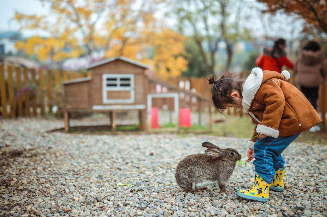 麓客岛上的动物农场,是最真实的"动物森友会".