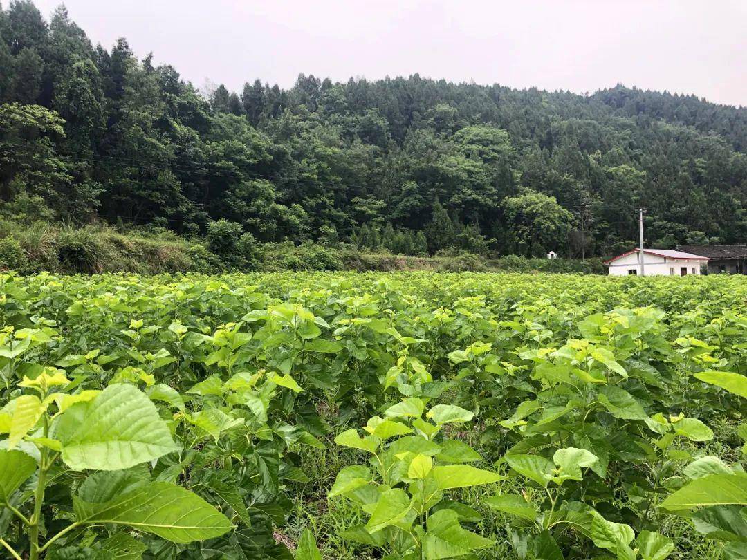 2020准时交卷大榆镇发展多元产业助推脱贫致富