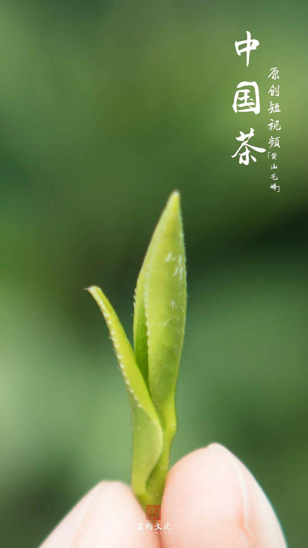 《中国茶》原创短视频预告篇 6月6日正式上线