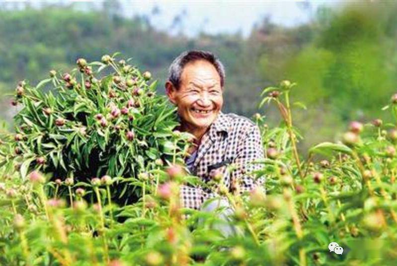 建卡贫困户邱中国采摘芍药花蕾进行饮用水质监测建卡户在香菇基地就业