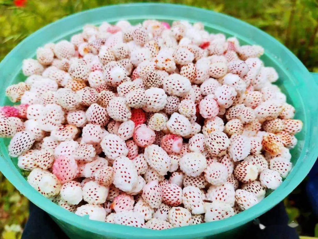 在成县有一种乡愁叫瓢子熟了赶紧提上笼笼摘瓢子去