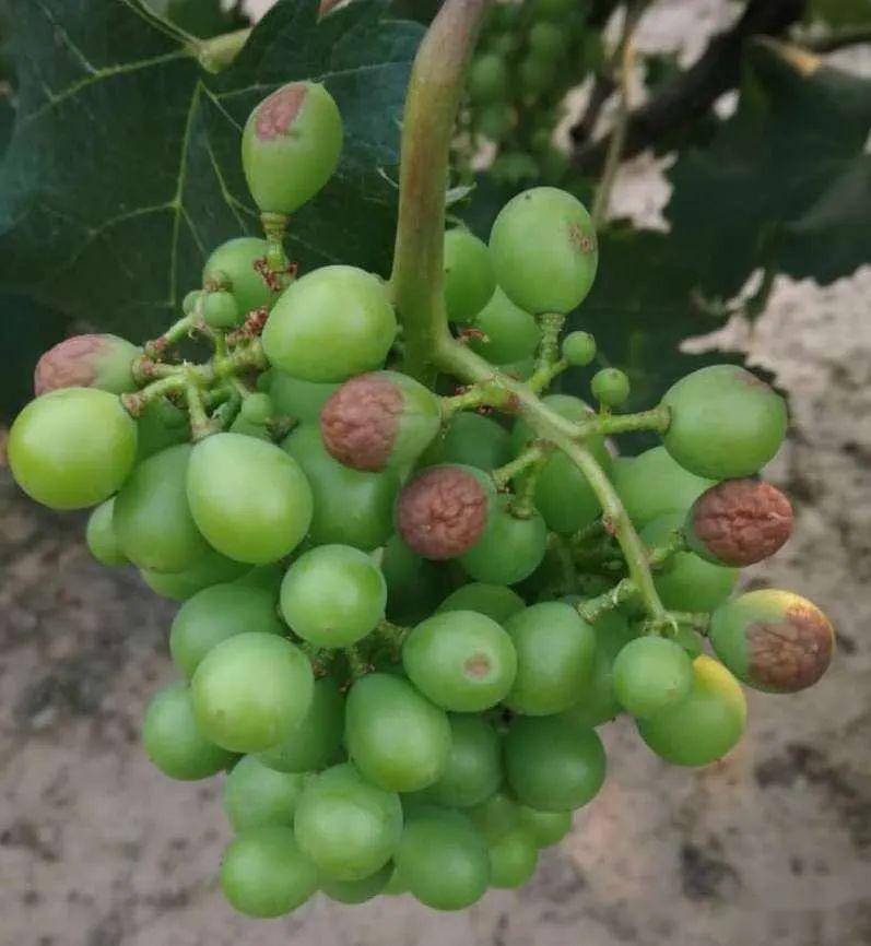 葡萄日灼需得提前防