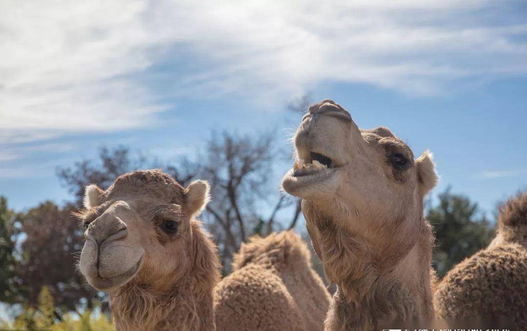 母爱伟大,骆驼也是_手机搜狐网