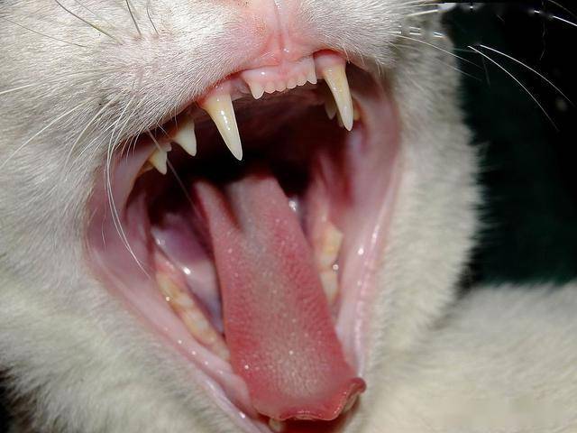 猫咪舌头放大图片