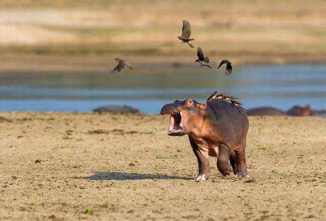 牛椋鸟落在河马背上吃虫,河马宝宝表情亮了,网友:太好笑了