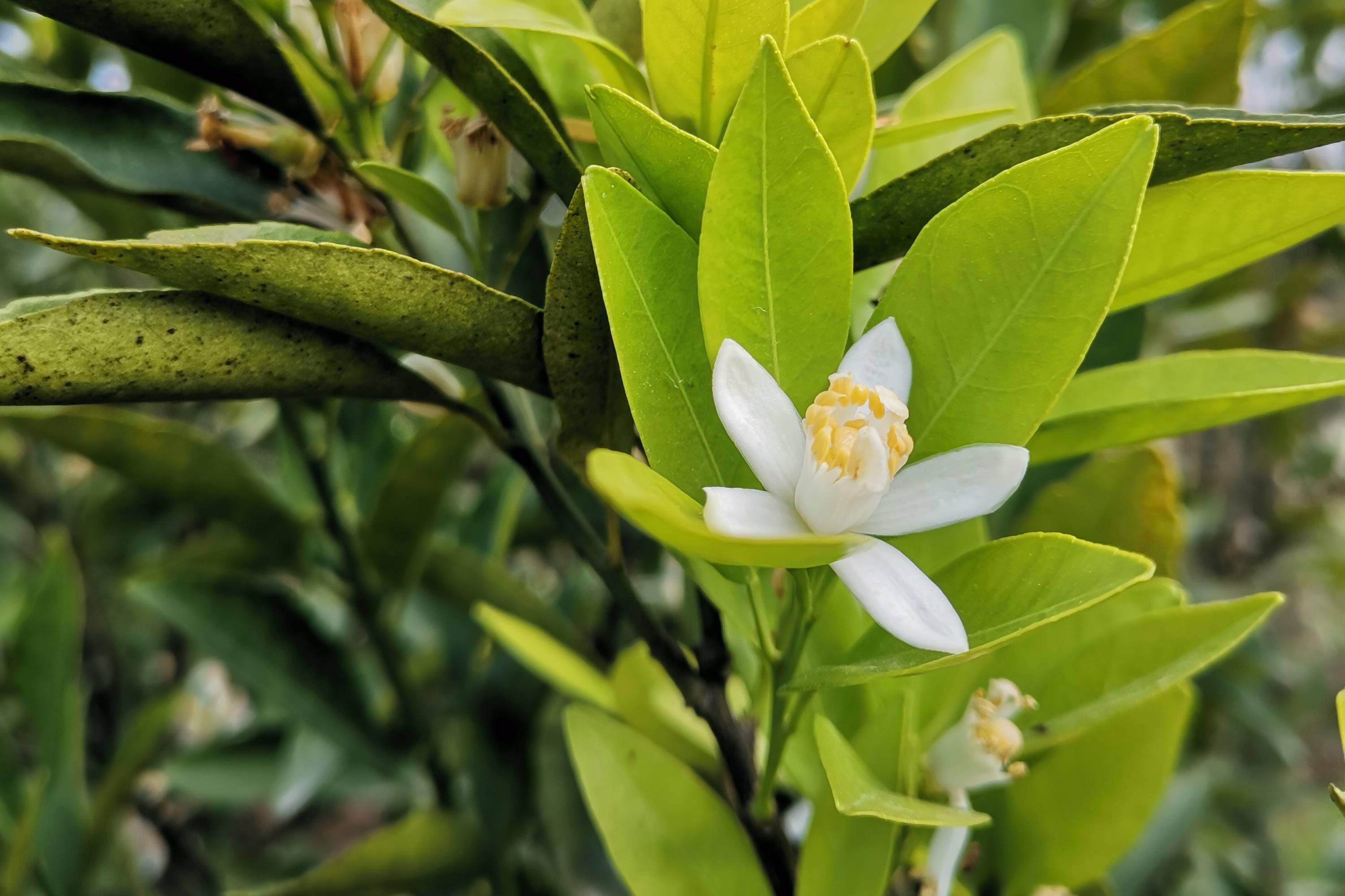 果园柑花盛开春天和您一样值得期待