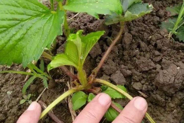 草莓移栽灌根防治根腐病枯黄萎病根部病害需怎么做