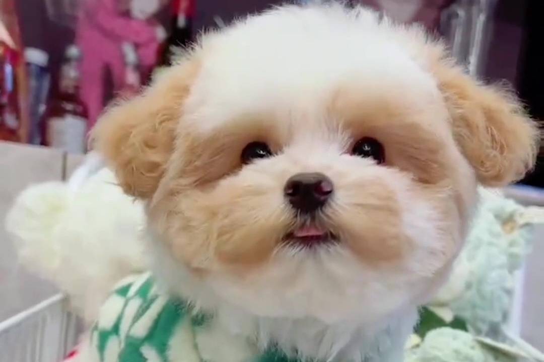 可爱的小憨憨看起来就不太聪明的样子