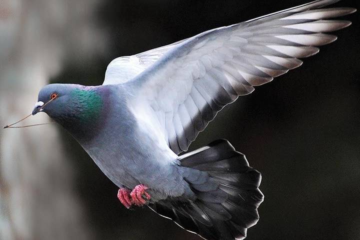 揭秘赛鸽如何持续飞行一天