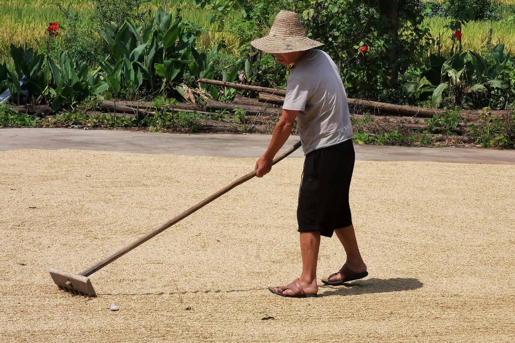 江西弋阳勤劳农垦人,退休后种10亩稻谷,为何从浙江淳安来江西?