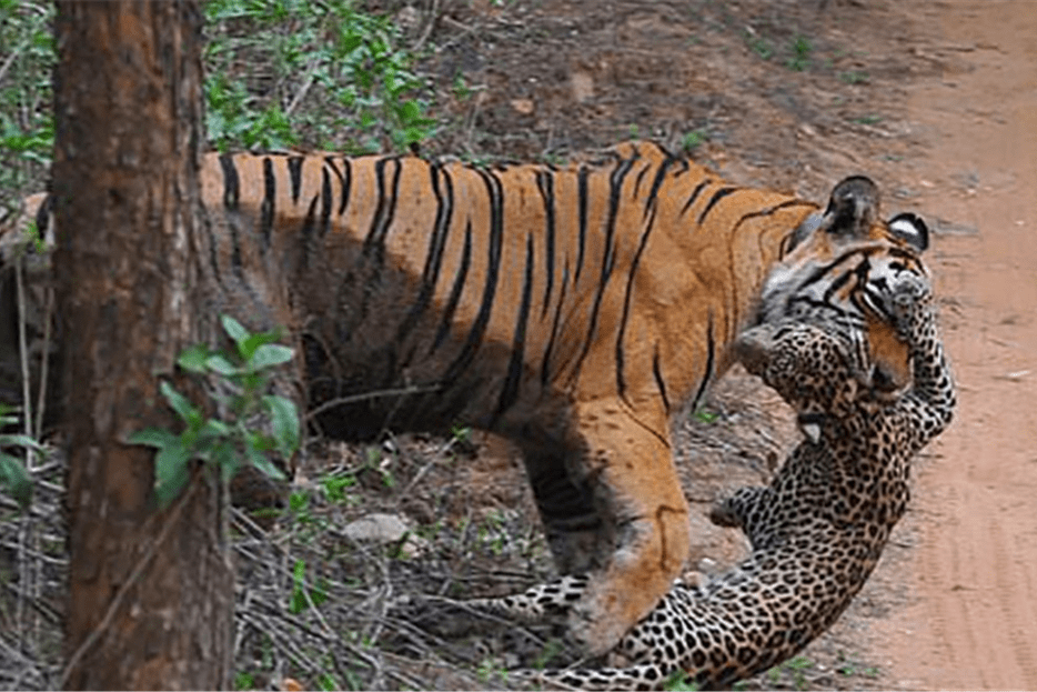 老虎vs黑豹图片