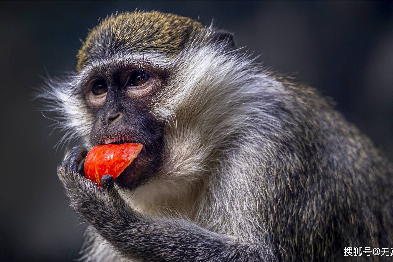 长焦镜头下的动物姿态各异纤毫毕现