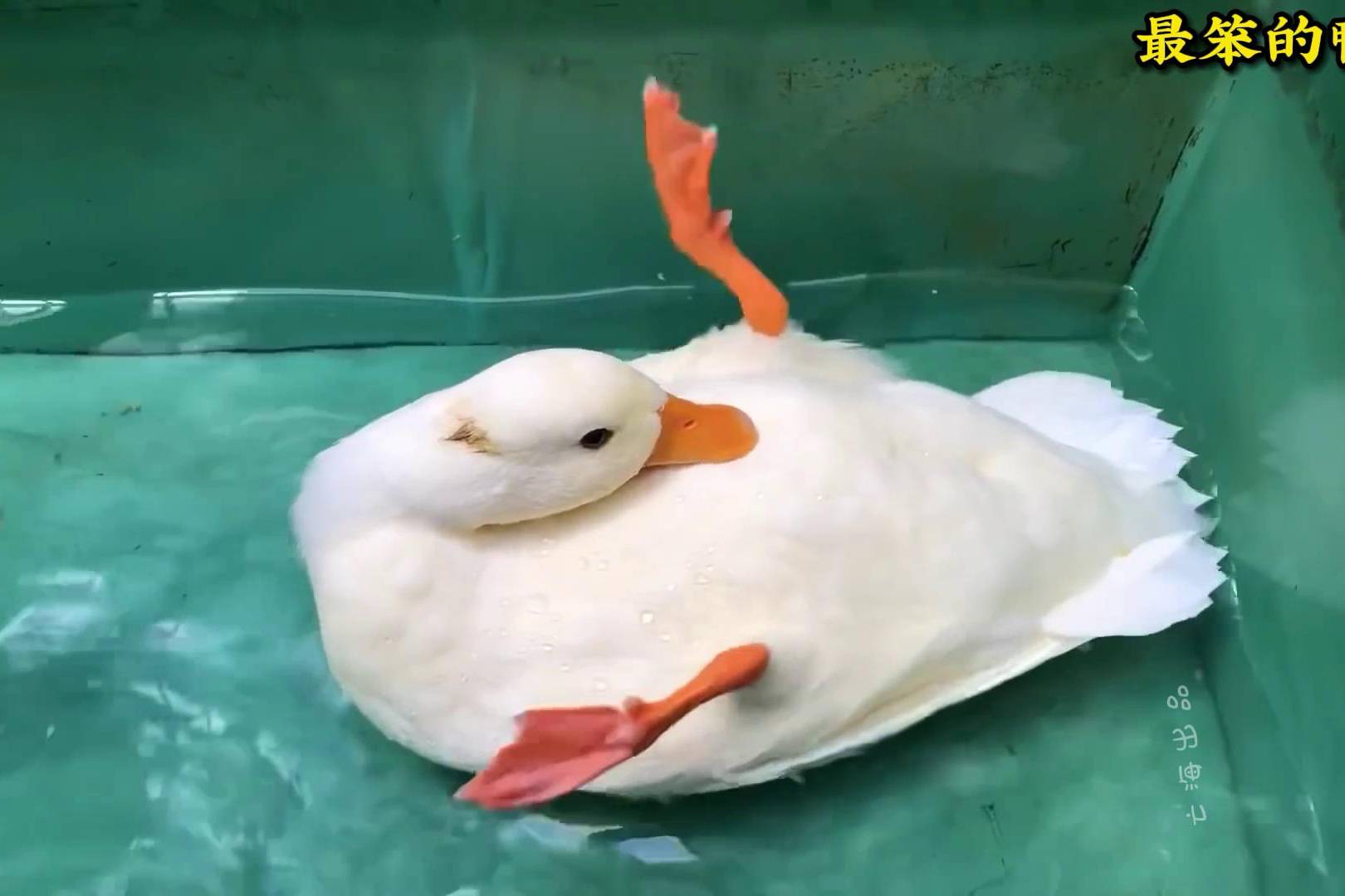 最笨的鸭子哈哈哈