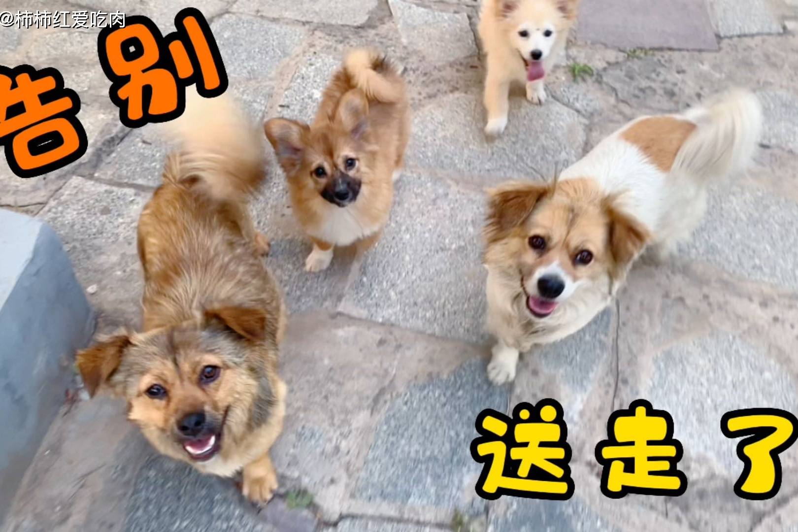 给田园犬开告别会 送走小土狗前 依依惜别 田园 给田园犬开告别会 送走小土狗前 依依惜别 田园