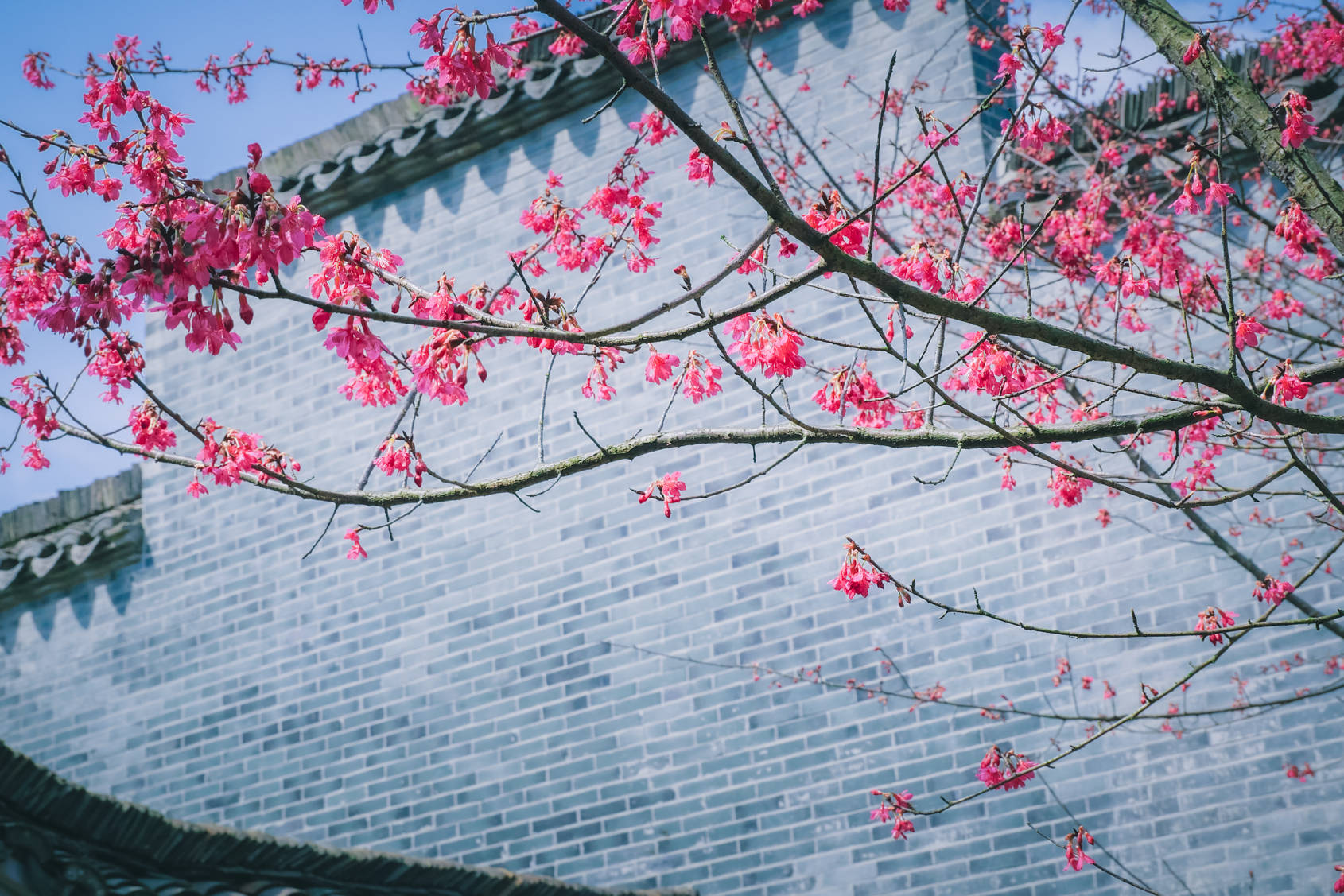 花开花落又一春鹿门山中百花开闲庭漫步观美景
