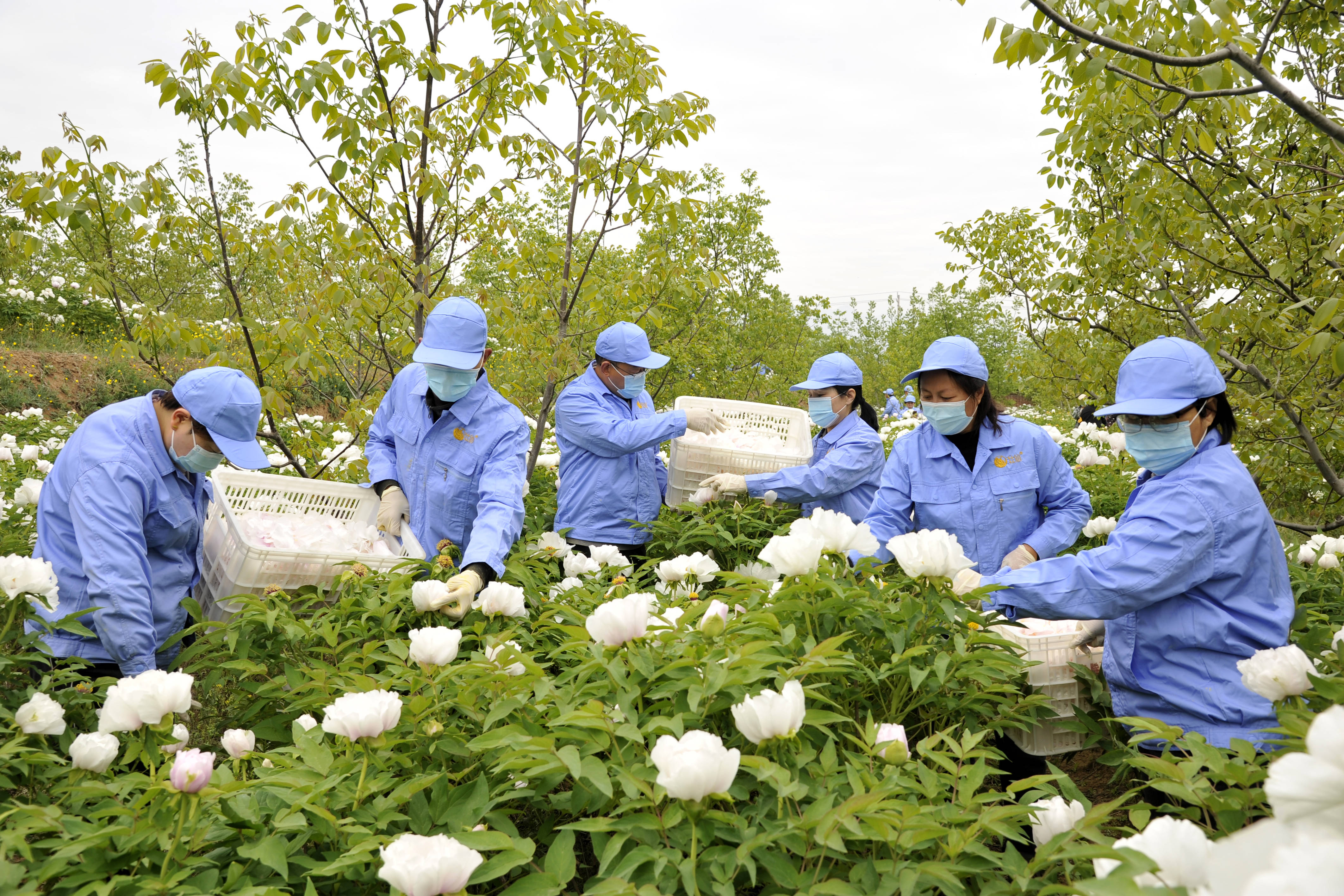 洛阳牡仙牡丹种植基地研发生产牡丹复合精油