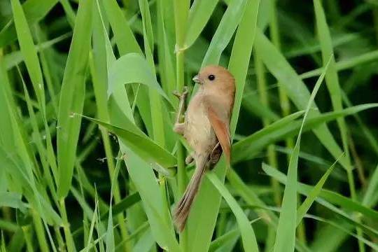 黄豆鸟如何提升养功志强鸟食极品黄豆鸟食