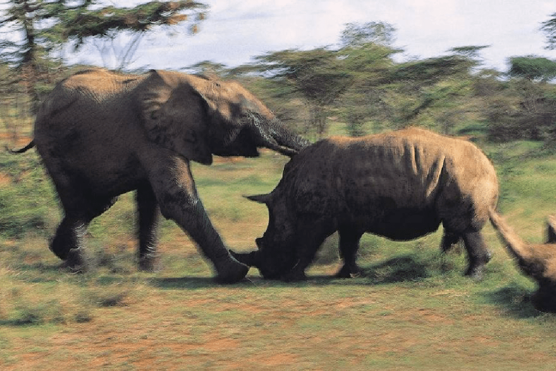 6吨犀牛大战65吨大象场面罕见难得一见镜头拍下悲催瞬间