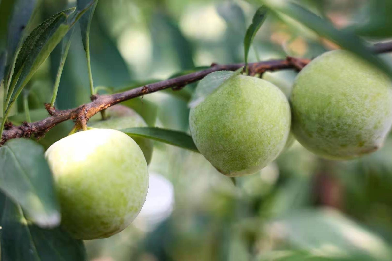 市面上最晚成熟的青皮李子品种