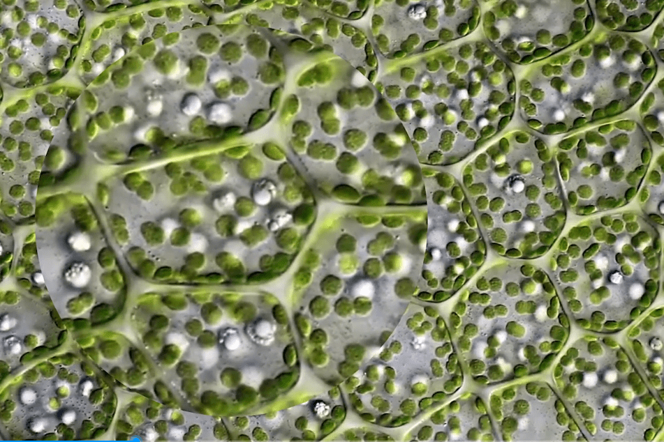 显微镜下青篙叶片细胞